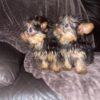 IMG_1 Tea Cup Yorkshire Terrier puppies