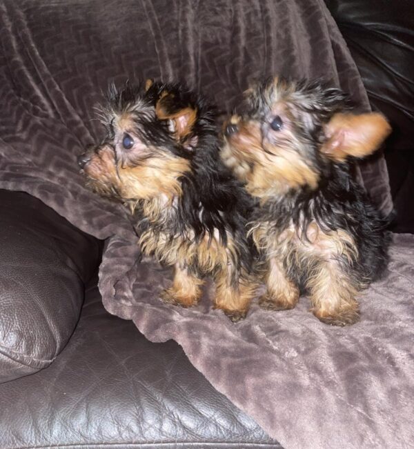 IMG_1 Tea Cup Yorkshire Terrier puppies