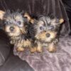 IMG_195 Tea Cup Yorkshire Terrier puppies
