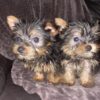IMG_1959 Tea Cup Yorkshire Terrier puppies
