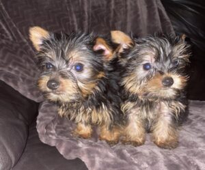 Tea Cup Yorkshire Terrier puppies