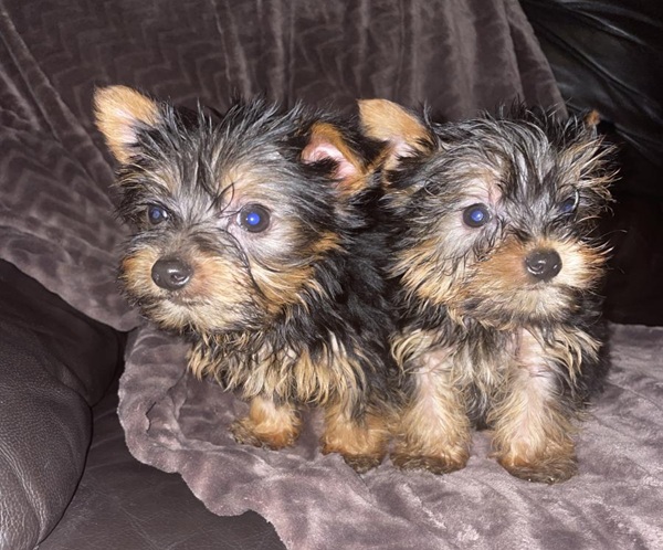 IMG_1959 Tea Cup Yorkshire Terrier puppies