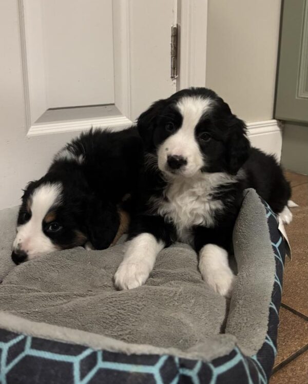 IMG_3 Molly, Bernese Mountain Dog x Border Collie puppies