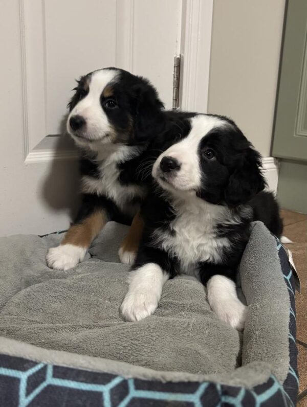 IMG_36 Molly, Bernese Mountain Dog x Border Collie puppies