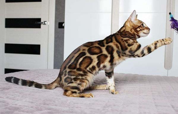 Luna2 Gold & Brown Bengal