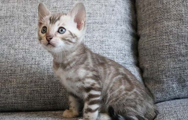 Sparkle1 Snow Bengal Kitten