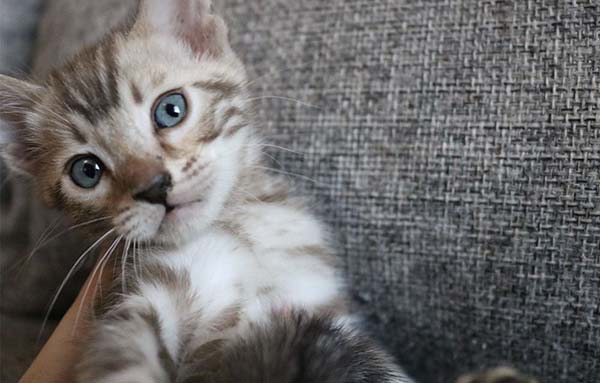 Sueno1 Silver Bengal Kitten