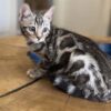 Surfer2 Silver Bengal Kitten
