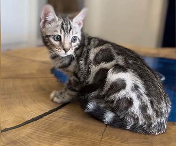 Surfer2 Silver Bengal Kitten