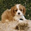 bfc567_ Molly, A Cute Ruby Cavalier King Charles Spaniel Puppy