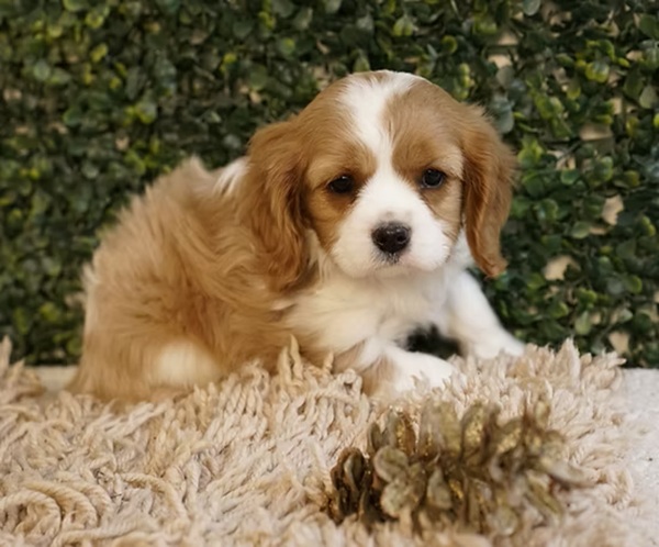 bfc567_ Molly, A Cute Ruby Cavalier King Charles Spaniel Puppy