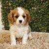 Droplet, A Lovely Blenheim Cavalier King Charles Spaniel Girl