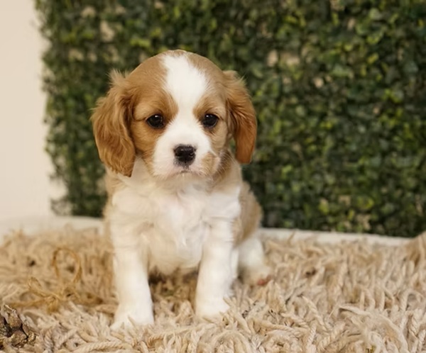 Droplet, A Lovely Blenheim Cavalier King Charles Spaniel Girl
