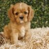 bfc567_195026 Density, A Lovely Ruby Cavalier King Charles Spaniel Girl