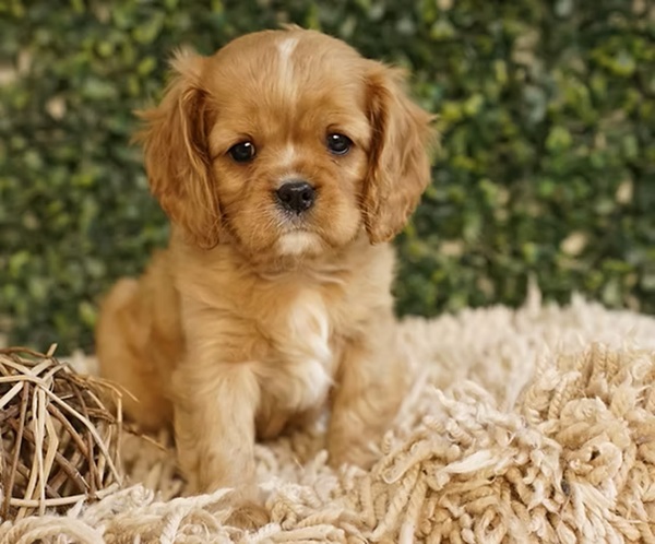 bfc567_195026 Density, A Lovely Ruby Cavalier King Charles Spaniel Girl