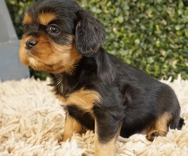 Mason, A Handsome Black and Tan Cavalier King Charles Spaniel Boy